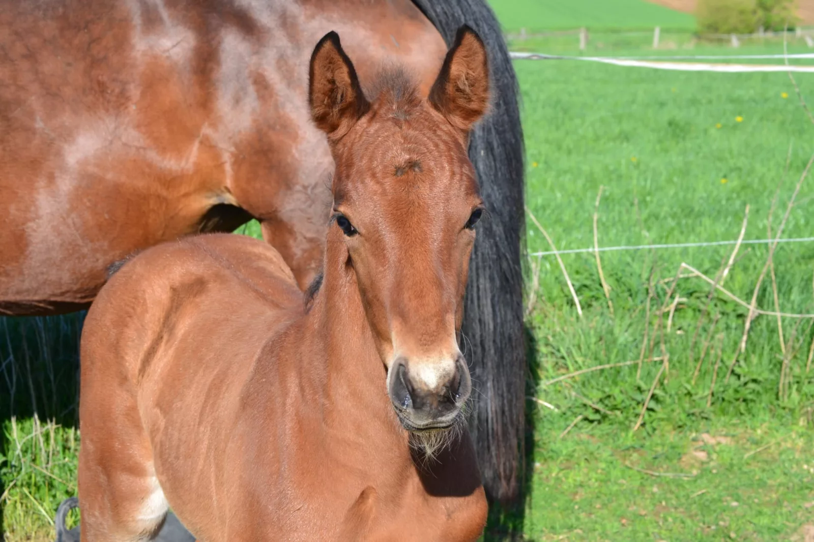 Narboy